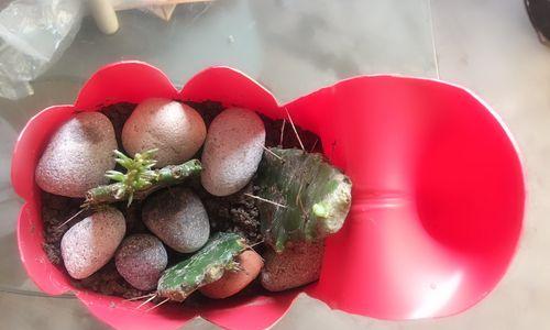 金牛角仙人掌的种植步骤是什么？