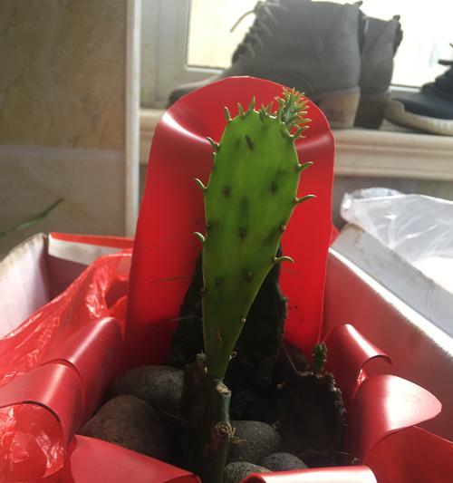 金牛角仙人掌的种植步骤是什么？