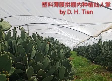 金牛角仙人掌的种植步骤是什么？