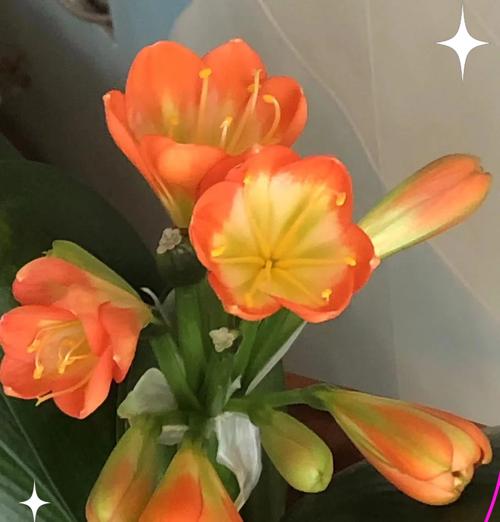 君子兰重瓣品种容易开花吗？如何养护？