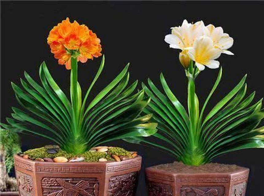 君子兰重瓣品种容易开花吗？如何养护？