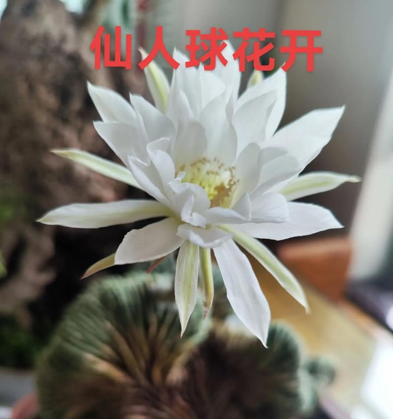 家用花盆仙人球的养护和管理技巧有哪些？