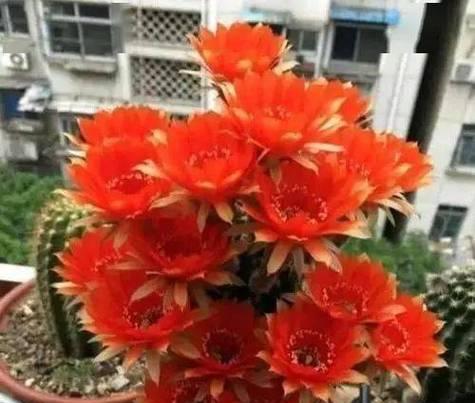 家用花盆仙人球的养护和管理技巧有哪些？