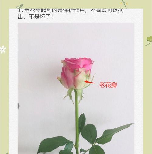 玫瑰花蔫了怎么办？如何恢复新鲜状态？