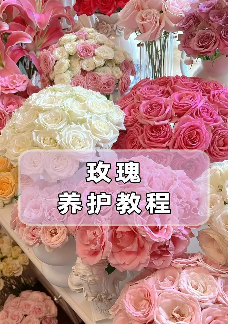 玫瑰花蔫了怎么办？如何恢复新鲜状态？