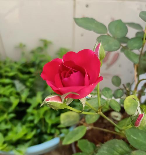 玫瑰花出芽时应保留多少枝芽？