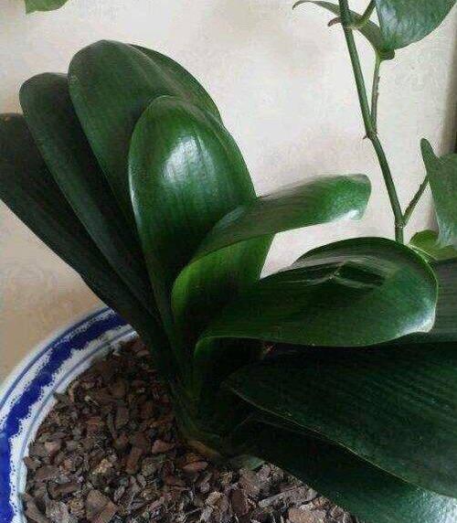 君子兰开花期需要什么肥料？施肥技巧有哪些？