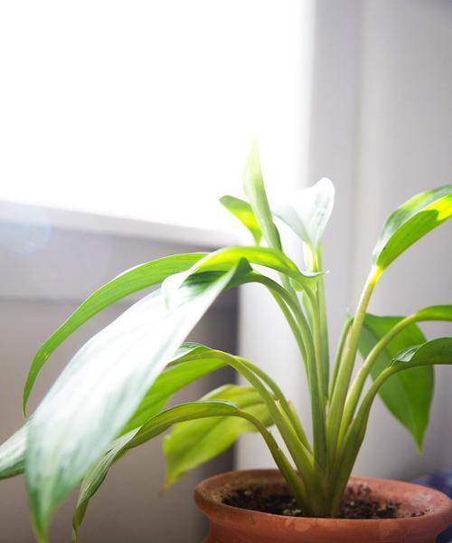 君子兰开花期需要什么肥料？施肥技巧有哪些？