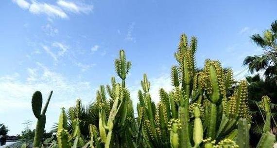 白水晶仙人掌怎么种植方法？有哪些步骤？