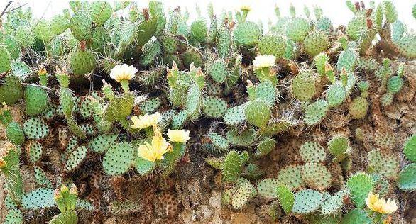 白水晶仙人掌怎么种植方法？有哪些步骤？