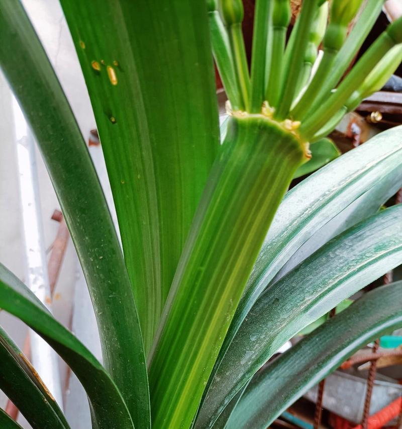 铜色绿心君子兰的花朵特征是什么？