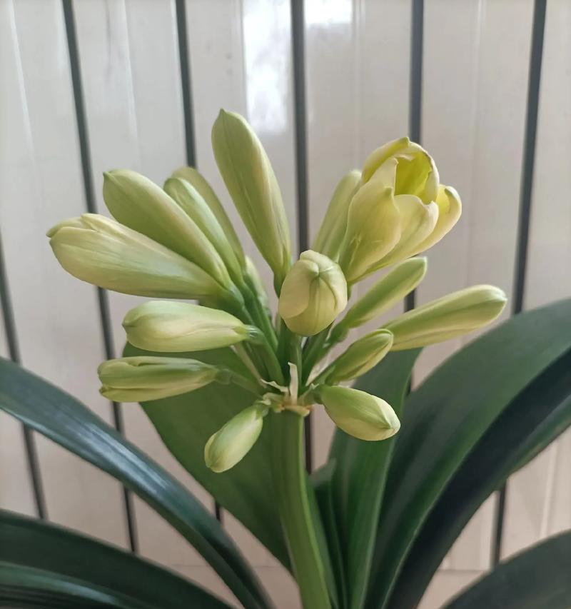 铜色绿心君子兰的花朵特征是什么？