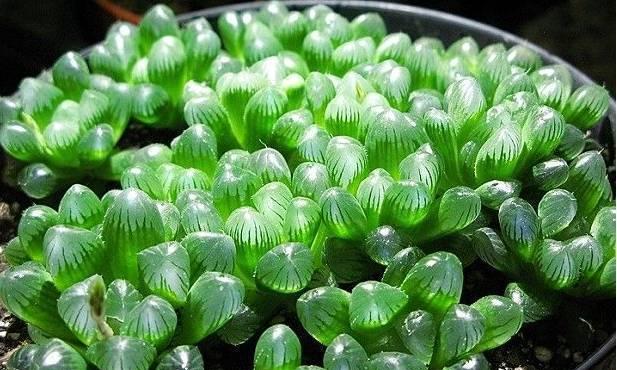 高档牙缸中玫瑰花的养护要点是什么？