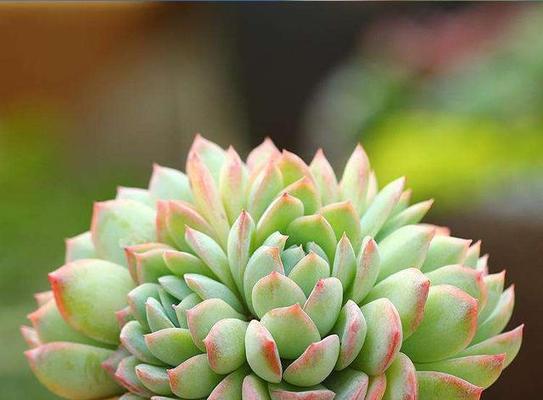 高档牙缸中玫瑰花的养护要点是什么？