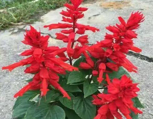 高档牙缸中玫瑰花的养护要点是什么？