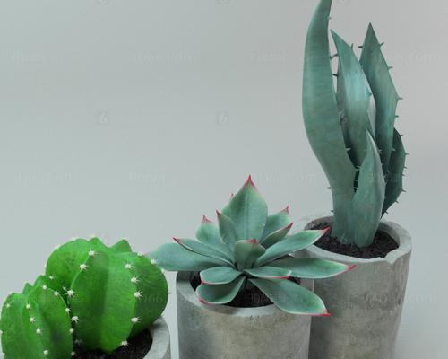 植物仙人掌移植方法是什么？