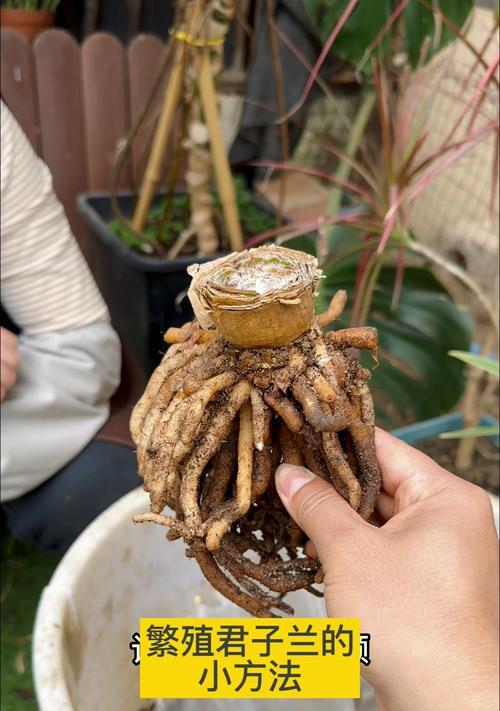 君子兰群生花的养殖技巧是什么？