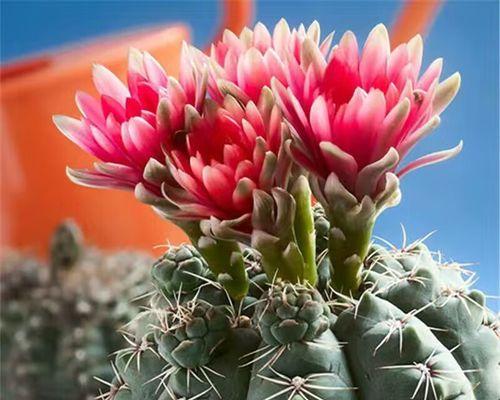 仙人球小球花根如何养护才能开花？需要什么条件？