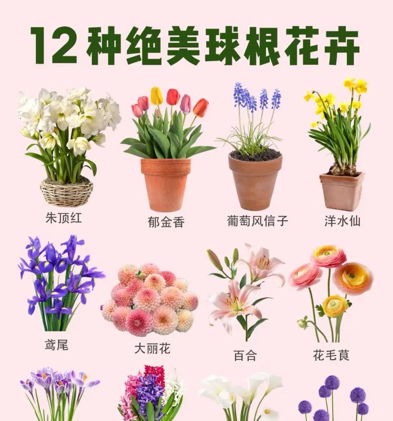 仙人球小球花根如何养护才能开花？需要什么条件？