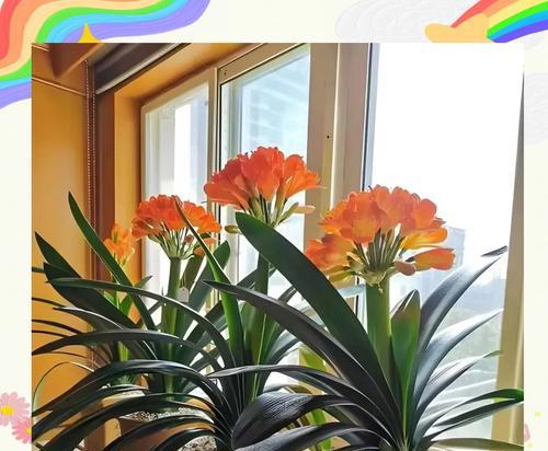 君子兰群生花的养殖技巧有哪些？