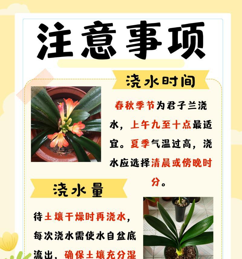 君子兰换土后浇水的重要性是什么？