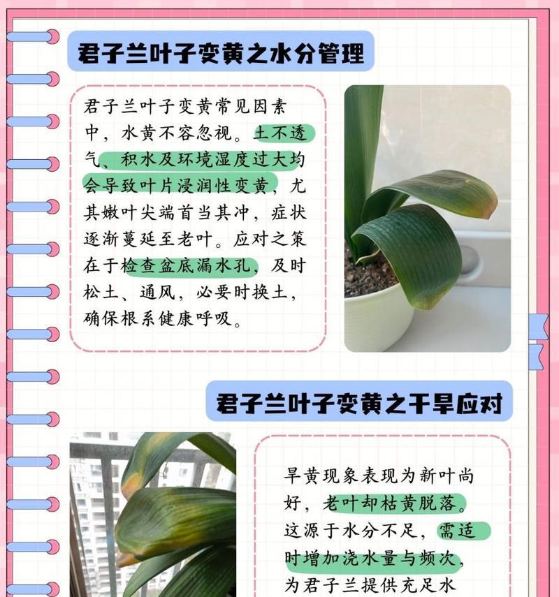 君子兰换土后浇水的重要性是什么？