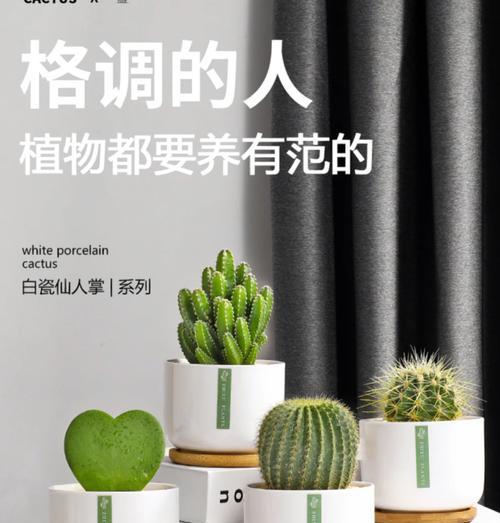 仙人球垫底花盆选择有何讲究？哪种材料最适合垫底？