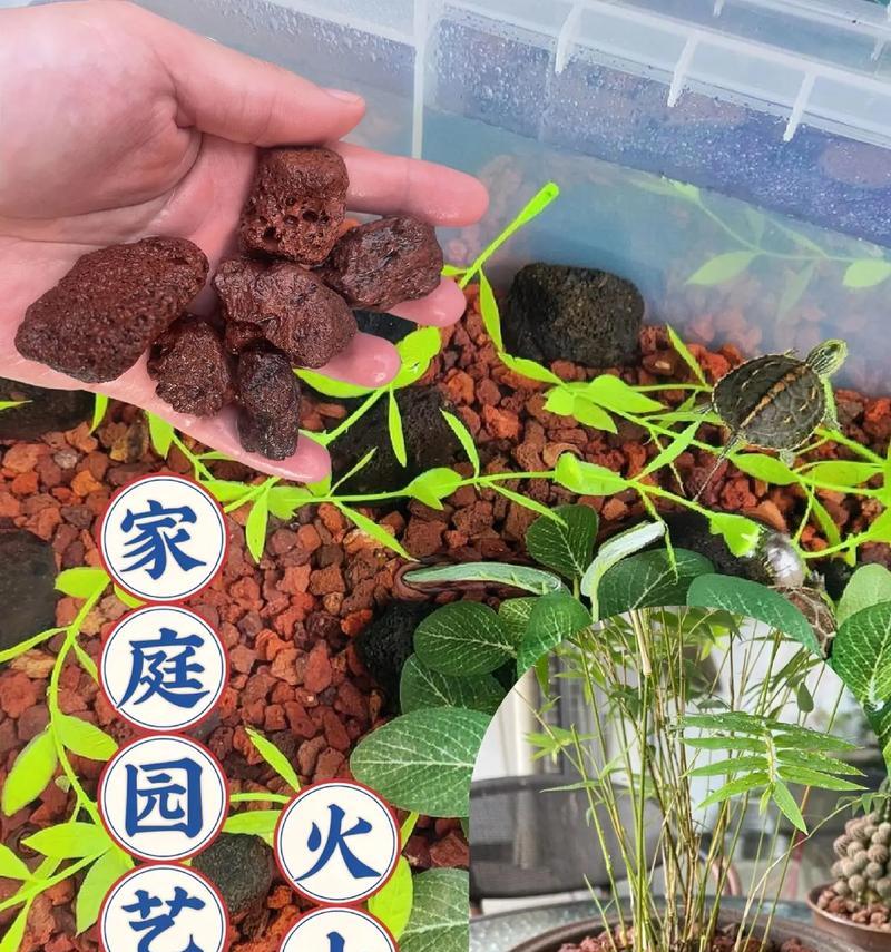 仙人球垫底花盆选择有何讲究？哪种材料最适合垫底？