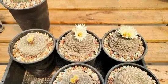 仙人球垫底花盆选择有何讲究？哪种材料最适合垫底？