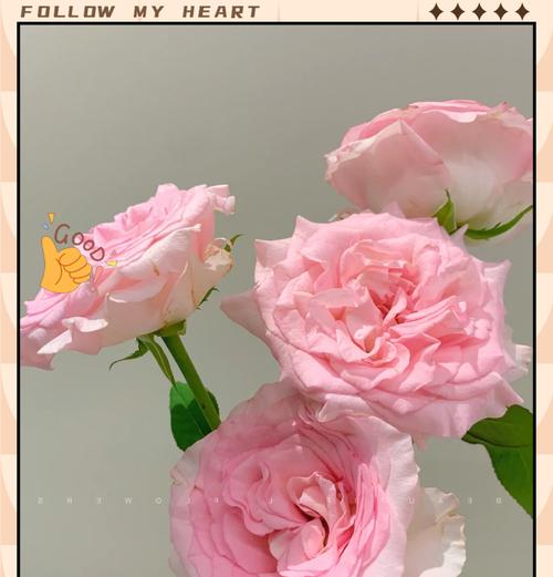 夏天如何养护可爱玫瑰花？需要注意什么？