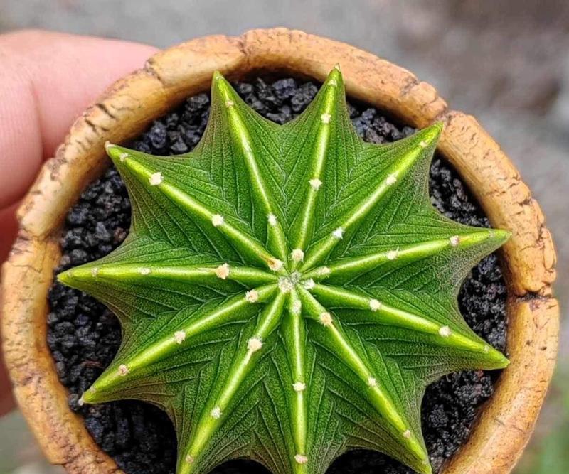 晚霞仙人球与普通仙人球有何不同？