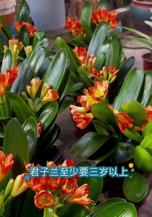 多头君子兰的正确养护方式是什么？