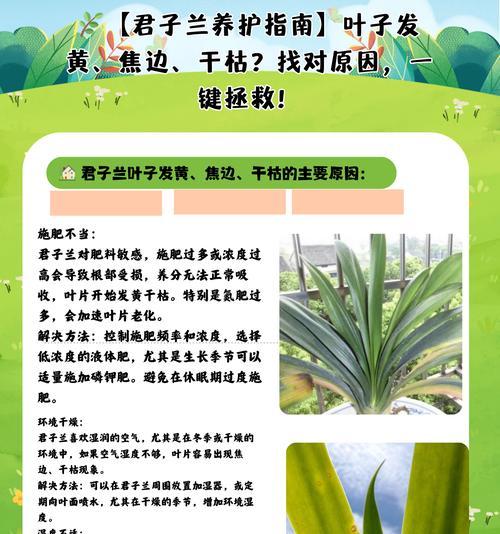 多头君子兰的正确养护方式是什么？