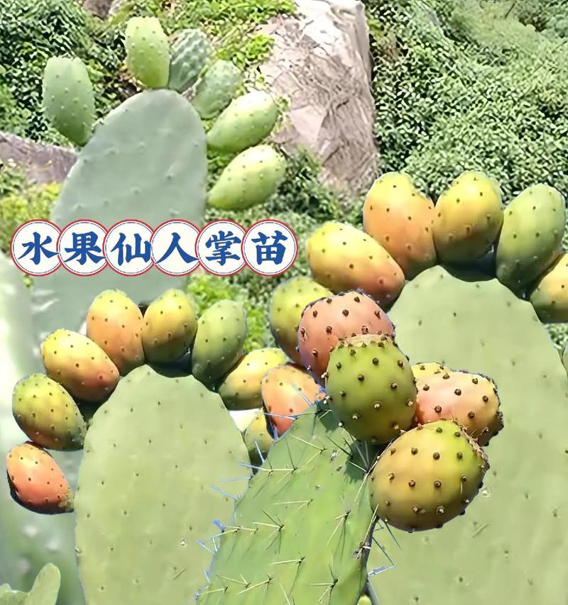 仙人掌开花的秘诀是什么？
