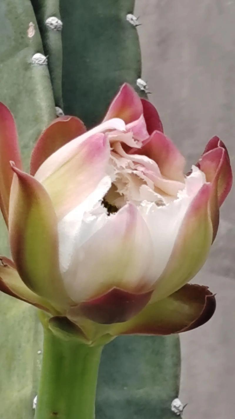 仙人掌开花的秘诀是什么？