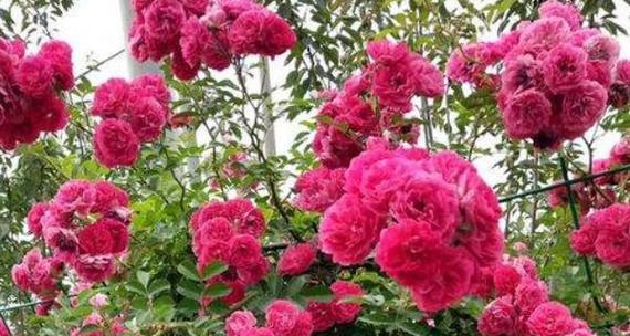 露台适合种植哪些花草？如何选择？