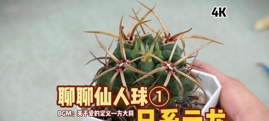 宽刺日出仙人球繁殖方法有哪些？繁殖过程中应注意什么？