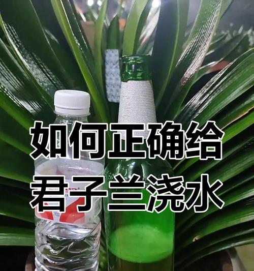 君子兰在书房养护需要注意什么？浇水频率是多少？
