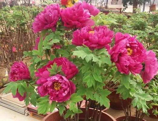 牡丹花施肥的最佳时机是什么时候？施肥时应注意什么？