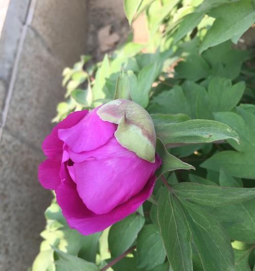 牡丹花苞的美观标准是什么？