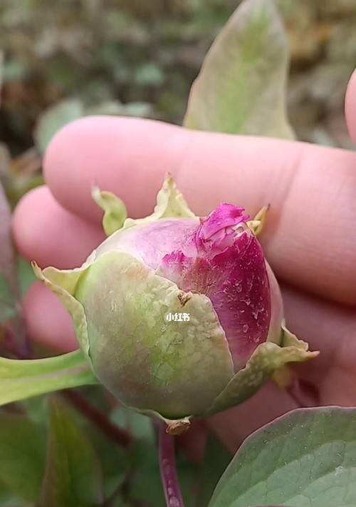 牡丹花苞的美观标准是什么？