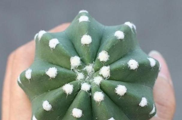 好看的白檀仙人球品种有哪些？这些品种有什么特点？