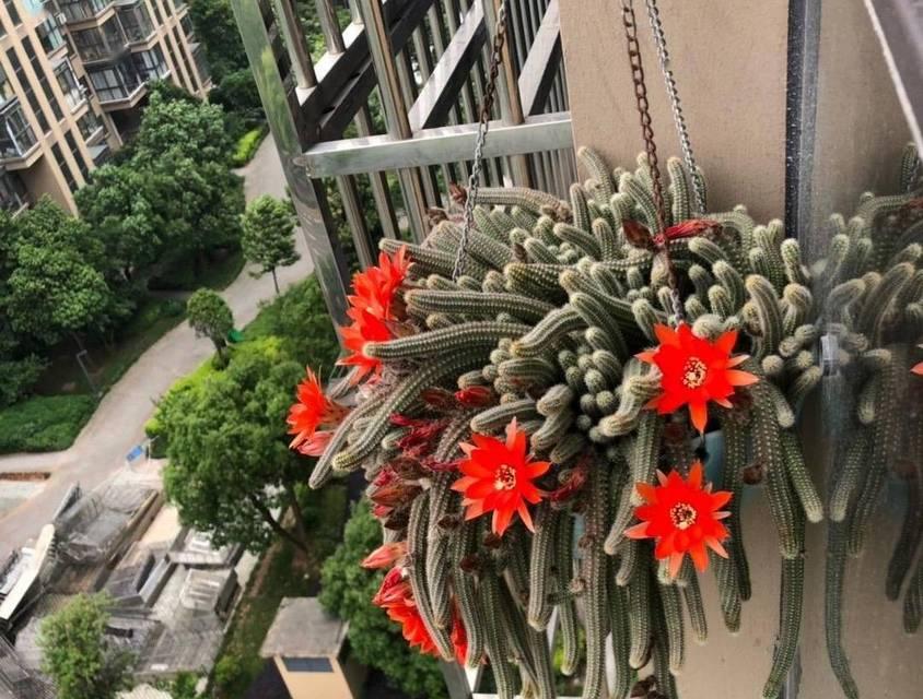 好看的白檀仙人球品种有哪些？这些品种有什么特点？