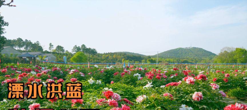 牡丹花天生桥的养护管理方法是什么？