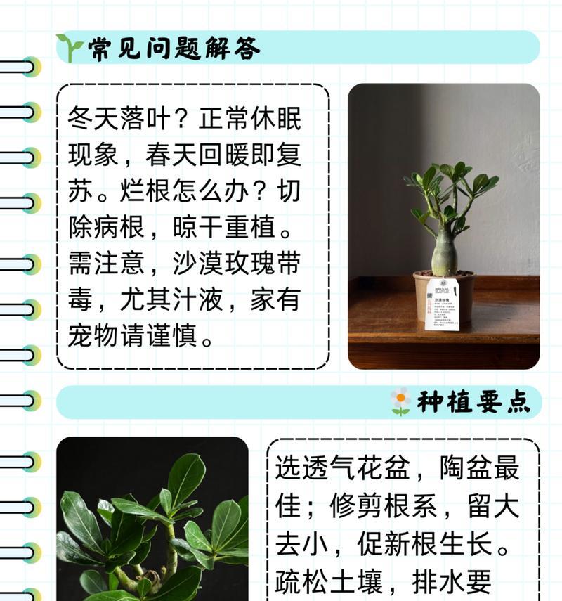 玫瑰花叶片如何种植？需要注意哪些事项？