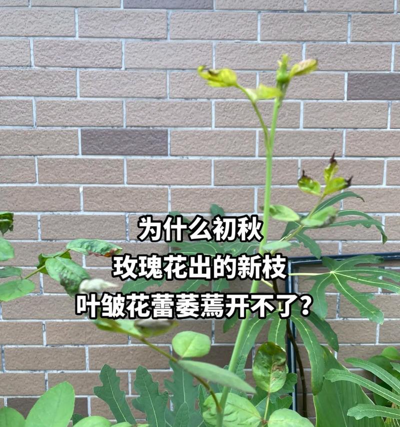 玫瑰花叶片如何种植？需要注意哪些事项？