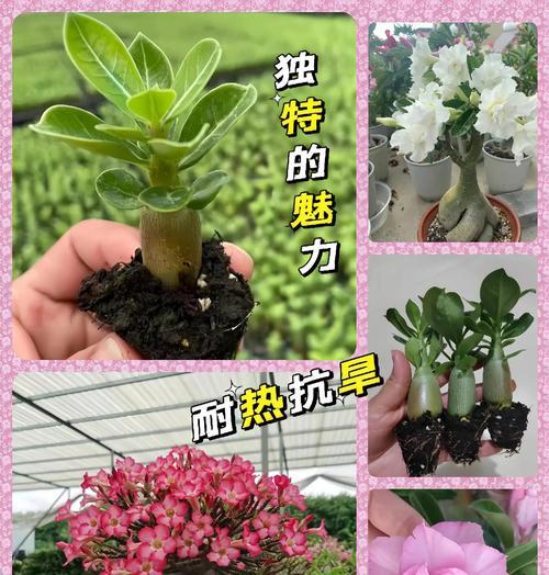 玫瑰花叶片如何种植？需要注意哪些事项？