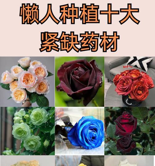 种植玫瑰花需要哪些产品模块？