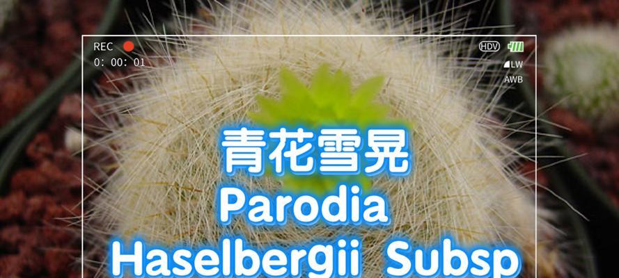雪带刺的仙人球是什么品种？如何识别雪带刺仙人球？