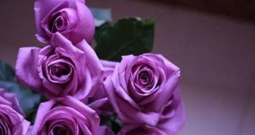 送叶子玫瑰花代表什么？不同颜色的玫瑰花语有何不同？